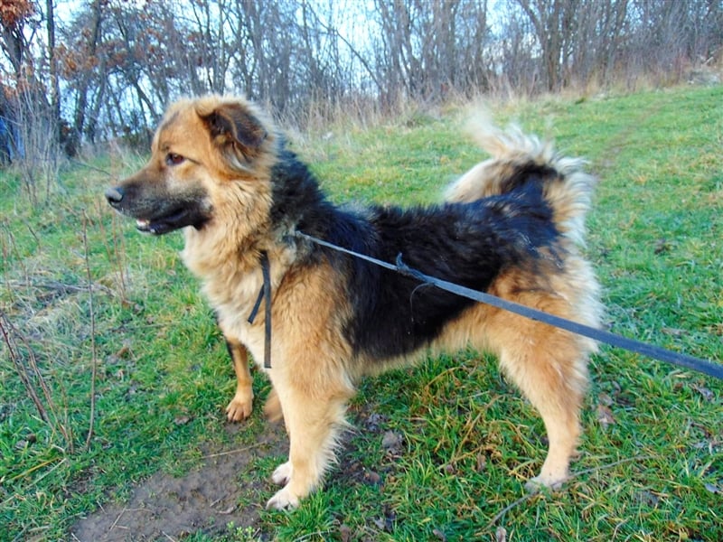 JESSY *bei unserer Pflegestelle in 46286 Dorsten*