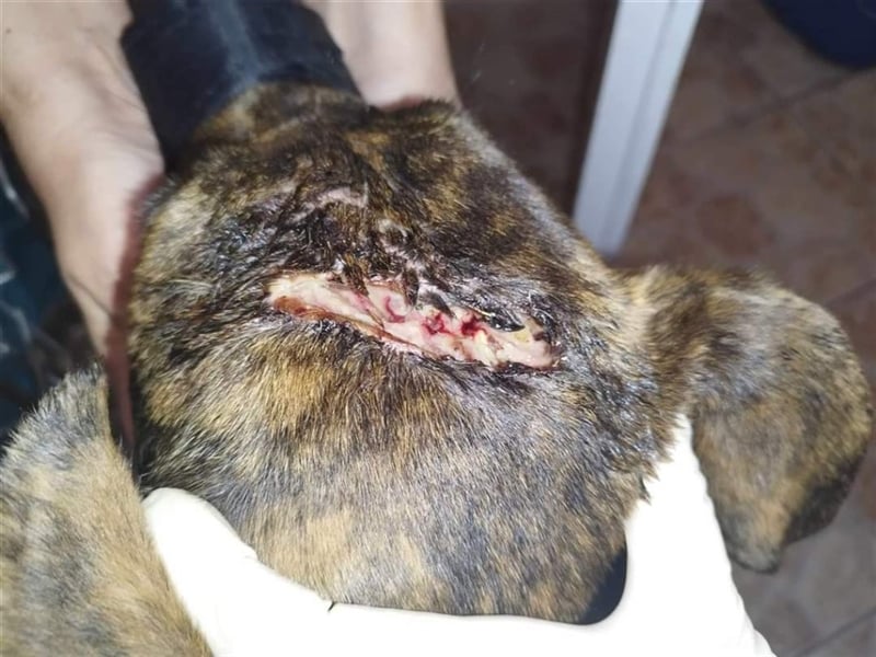 Alfónzo Zulu hat schon viel Schlimmes in seinem jungen Leben erlebt !