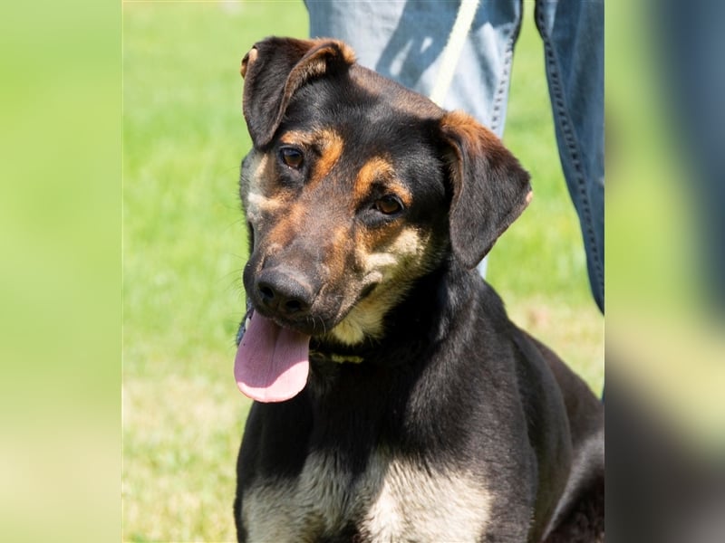 Eszti wurde ins Tierheim zurückgebracht, weil ihre Halter sie nicht auslasten konnten !