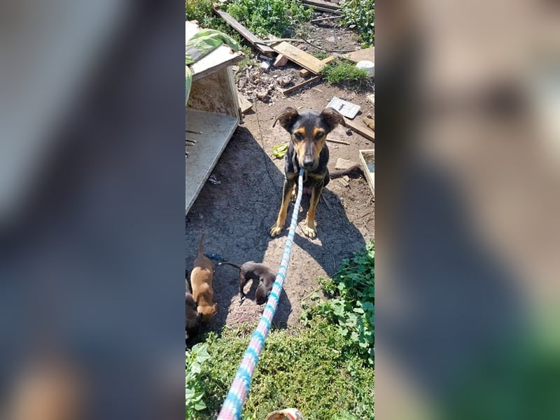 Kifli hat in ihrem jungen Leben nicht viel Gutes erleben dürfen und möchte jetzt endlich geli