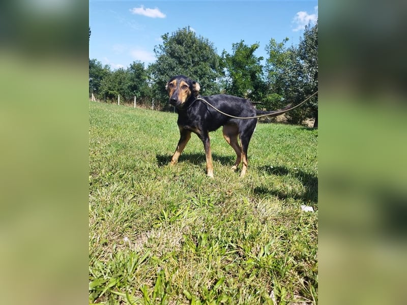 Kifli hat in ihrem jungen Leben nicht viel Gutes erleben dürfen und möchte jetzt endlich geli