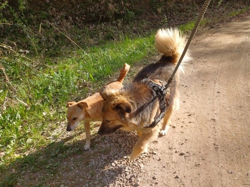 JESSY *bei unserer Pflegestelle in 46286 Dorsten*