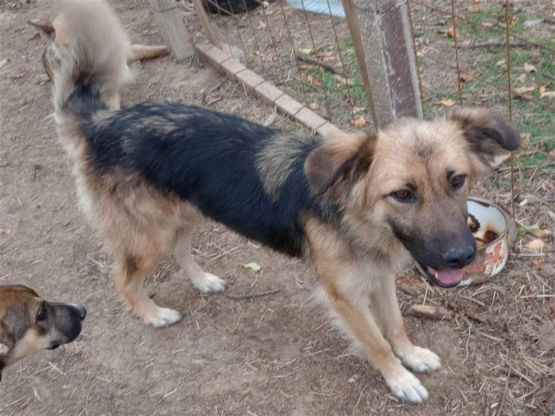 JESSY *bei unserer Pflegestelle in 46286 Dorsten*