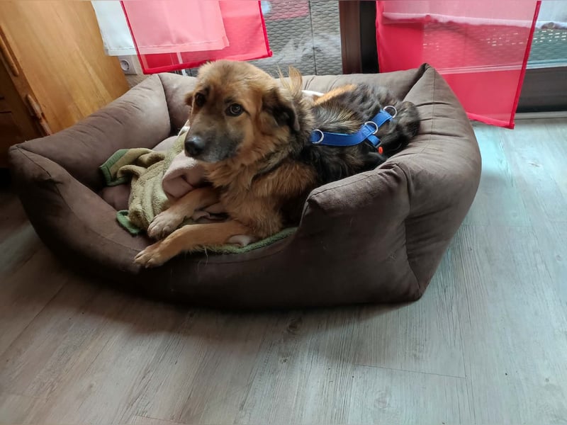 JESSY *bei unserer Pflegestelle in 46286 Dorsten*