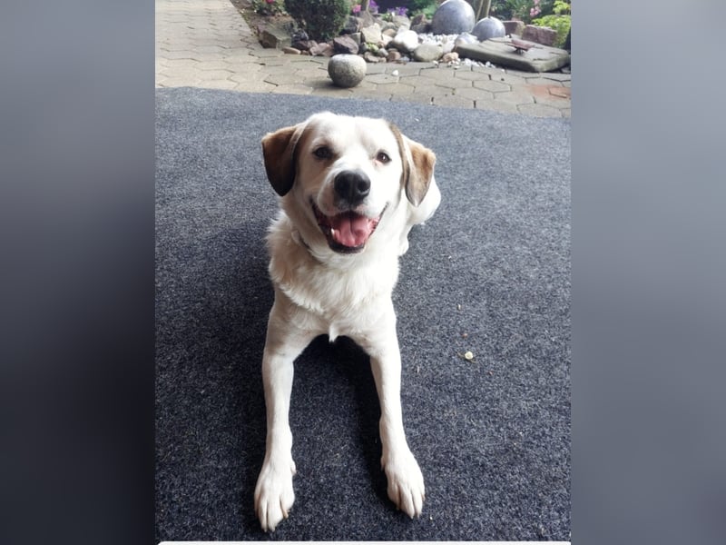 Barney sucht ein neues Zuhause  wegen familiären Veränderungen !
