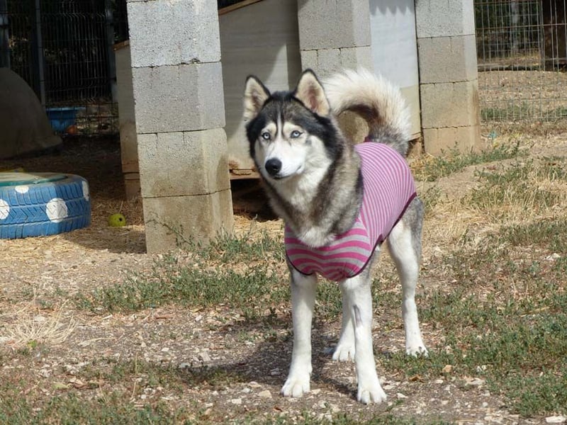 Freundliche und liebe Husky-Mix Dame Magnum mag alle Zwei-und Vierbeiner !