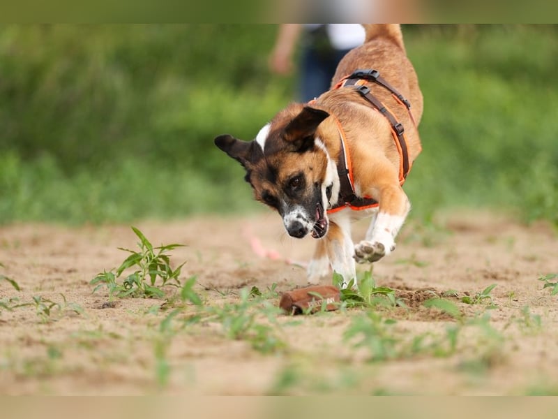 Sportlicher Anton sucht ein neues Zuhause