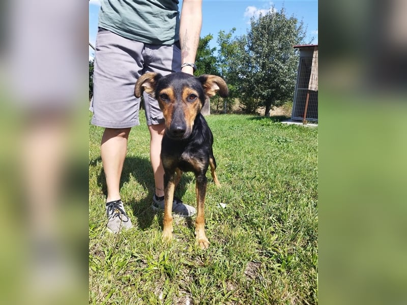 Kifli hat in ihrem jungen Leben nicht viel Gutes erleben dürfen und möchte jetzt endlich geli