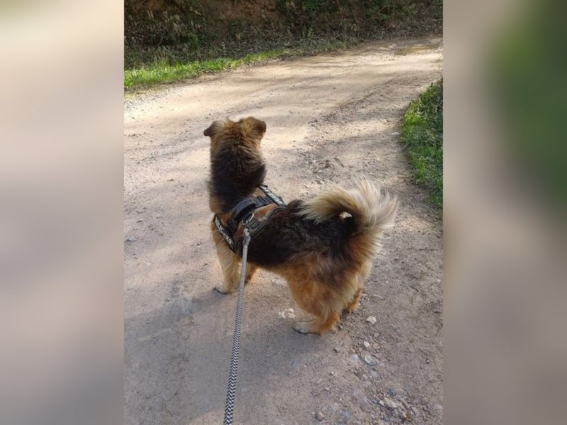 JESSY *bei unserer Pflegestelle in 46286 Dorsten*