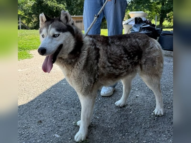 Wasserbegeisteter Husky Hektor such seine "für immer" Menschen !