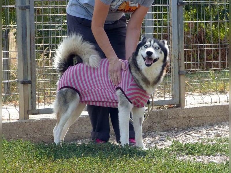 Freundliche und liebe Husky-Mix Dame Magnum mag alle Zwei-und Vierbeiner !