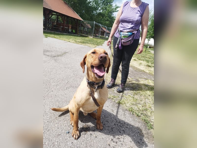 Boburék, evtl. Labrador-Mix, ist aktiv und wasserbegeistert !