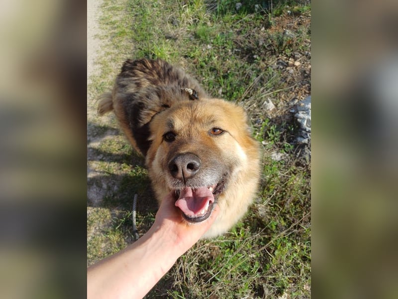 JESSY *bei unserer Pflegestelle in 46286 Dorsten*