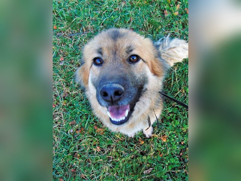 JESSY *bei unserer Pflegestelle in 46286 Dorsten*