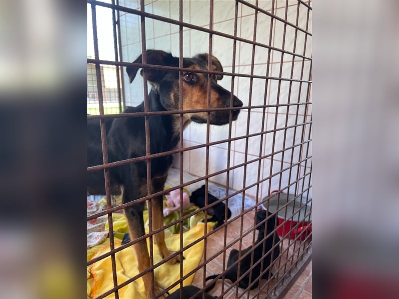 Kifli hat in ihrem jungen Leben nicht viel Gutes erleben dürfen und möchte jetzt endlich geli