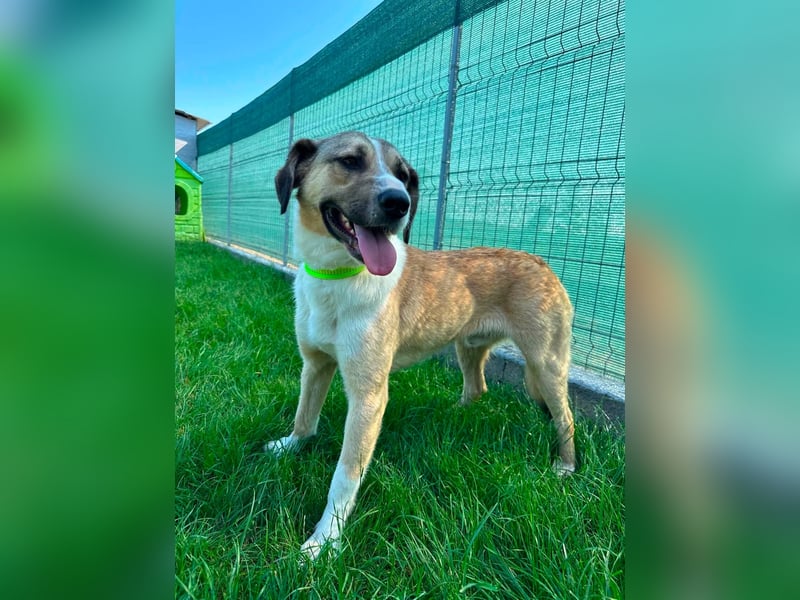 PONGO *bei unserer Pflegestelle in 46286 Dorsten*