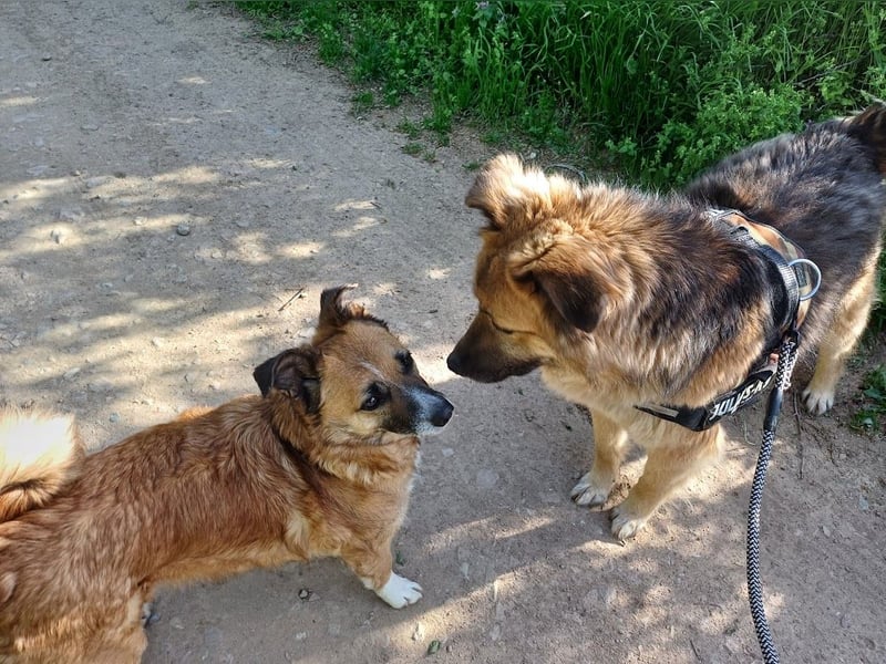 JESSY *bei unserer Pflegestelle in 46286 Dorsten*