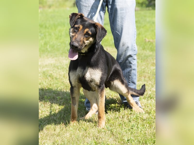 Eszti wurde ins Tierheim zurückgebracht, weil ihre Halter sie nicht auslasten konnten !