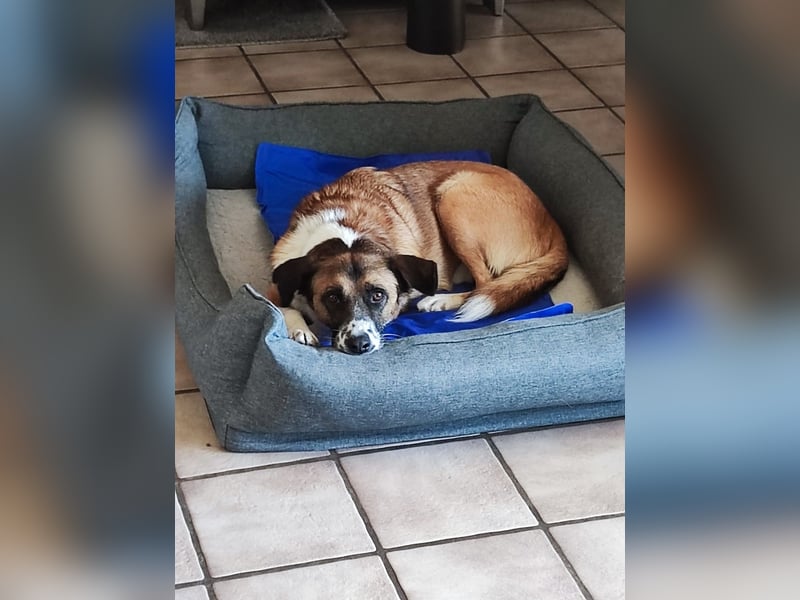 Sportlicher Anton sucht ein neues Zuhause