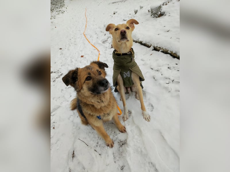 JESSY *bei unserer Pflegestelle in 46286 Dorsten*