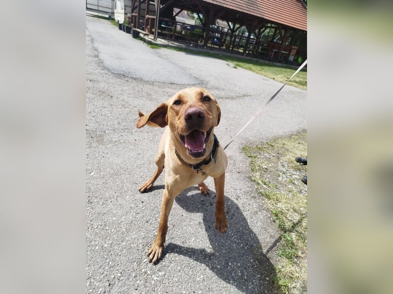 Boburék, evtl. Labrador-Mix, ist aktiv und wasserbegeistert !