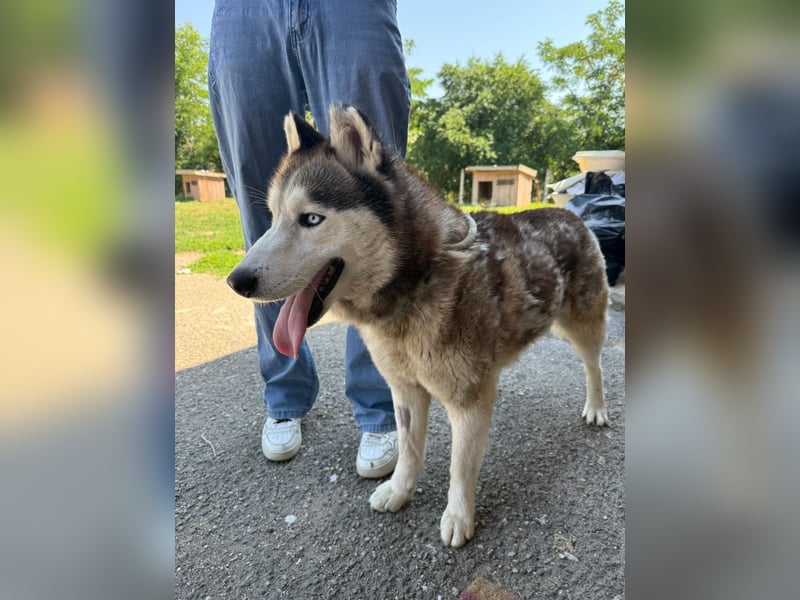 Wasserbegeisteter Husky Hektor such seine "für immer" Menschen !