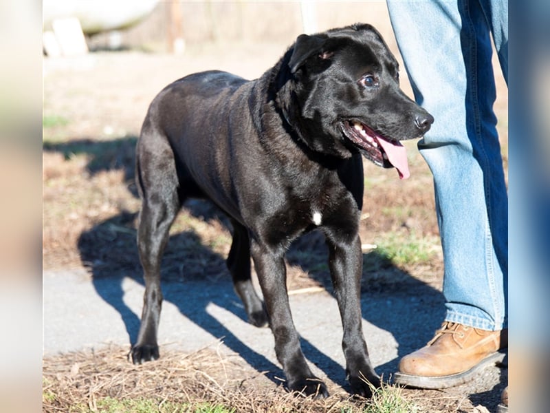 Aktiver Rolly sucht unternehmungslustige Halter, die ihn körperlich und geistig auslasten !