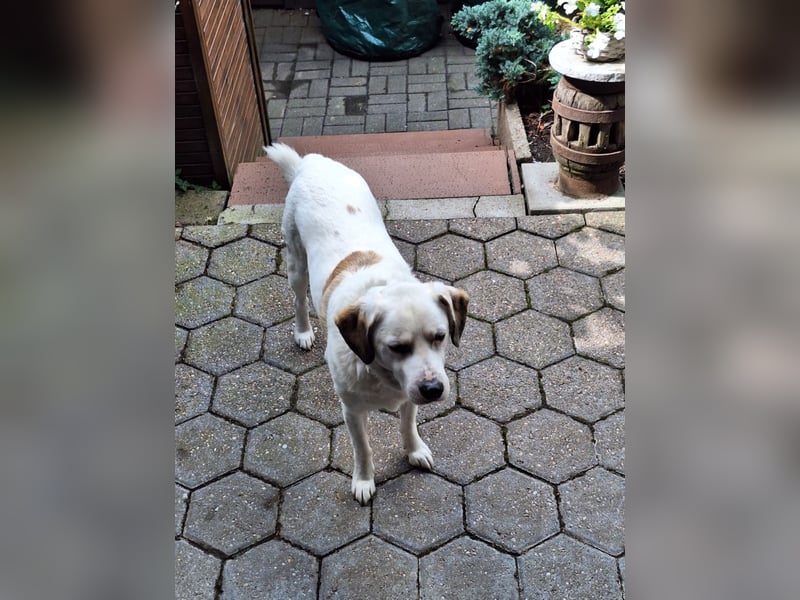 Barney sucht ein neues Zuhause  wegen familiären Veränderungen !