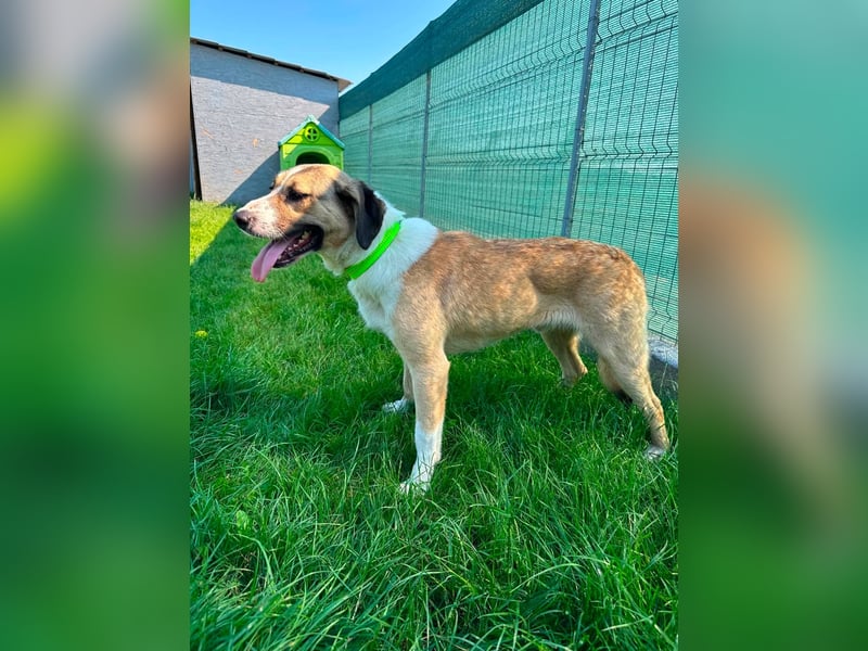 PONGO *bei unserer Pflegestelle in 46286 Dorsten*