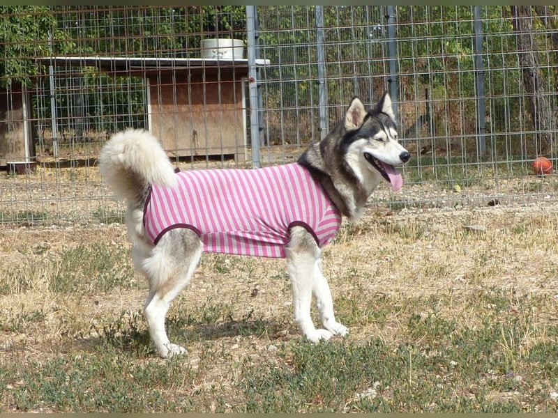 Freundliche und liebe Husky-Mix Dame Magnum mag alle Zwei-und Vierbeiner !