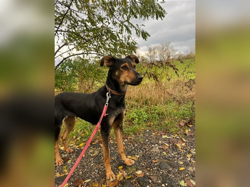 Kifli hat in ihrem jungen Leben nicht viel Gutes erleben dürfen und möchte jetzt endlich geli