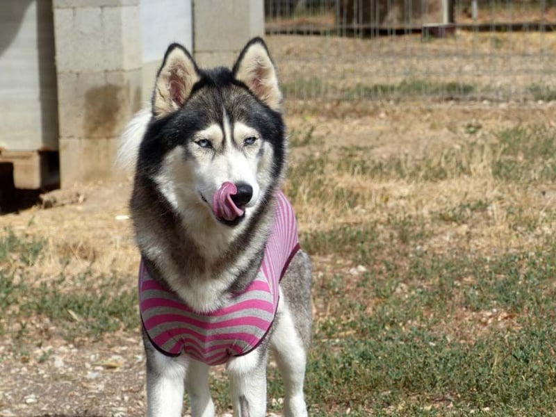 Freundliche und liebe Husky-Mix Dame Magnum mag alle Zwei-und Vierbeiner !