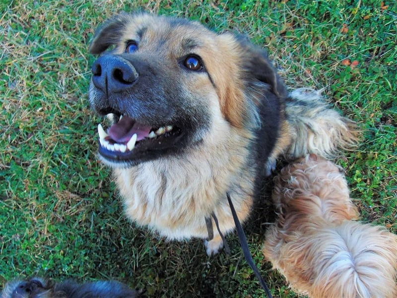 JESSY *bei unserer Pflegestelle in 46286 Dorsten*