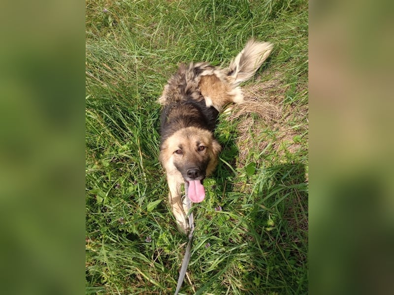 JESSY *bei unserer Pflegestelle in 46286 Dorsten*