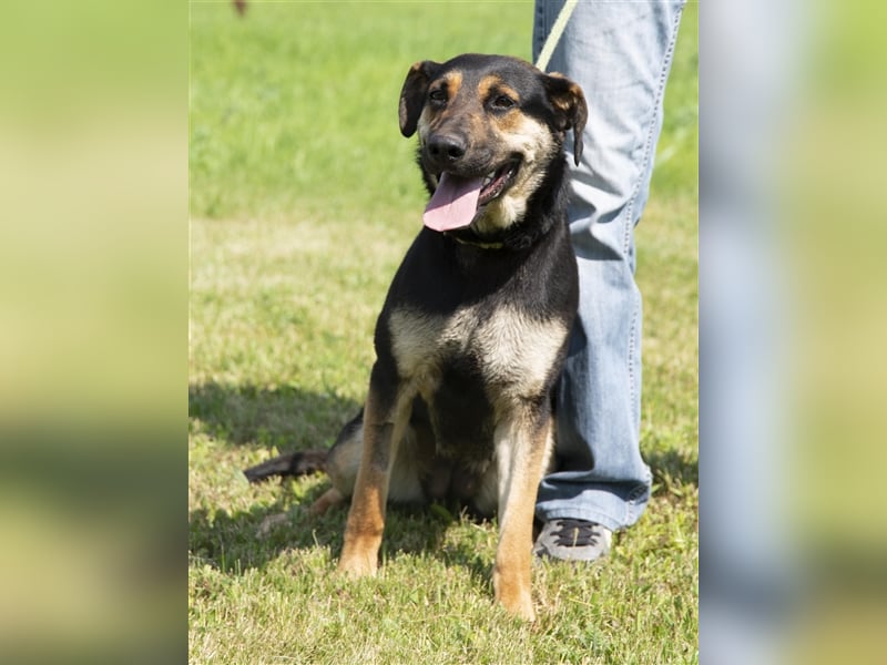 Eszti wurde ins Tierheim zurückgebracht, weil ihre Halter sie nicht auslasten konnten !