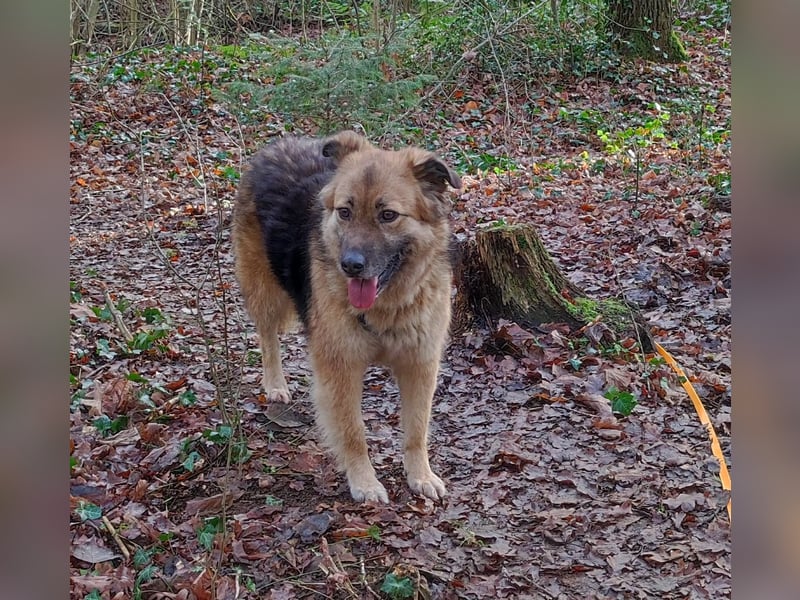 JESSY *bei unserer Pflegestelle in 46286 Dorsten*