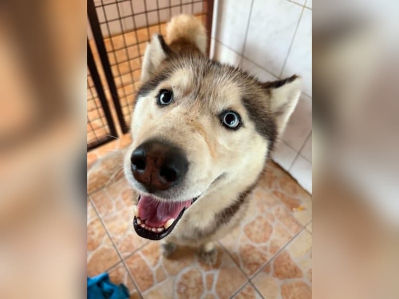 Wasserbegeisteter Husky Hektor such seine "für immer" Menschen !