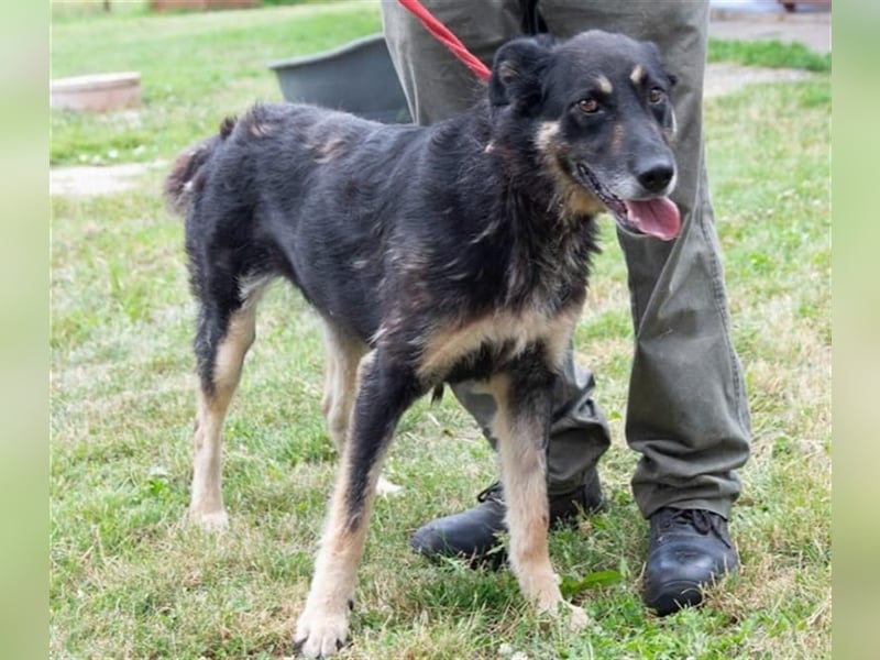 Lola eine schöne große  und verträgliche Hündin !