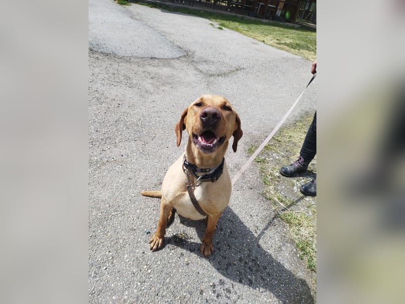 Boburék, evtl. Labrador-Mix, ist aktiv und wasserbegeistert !