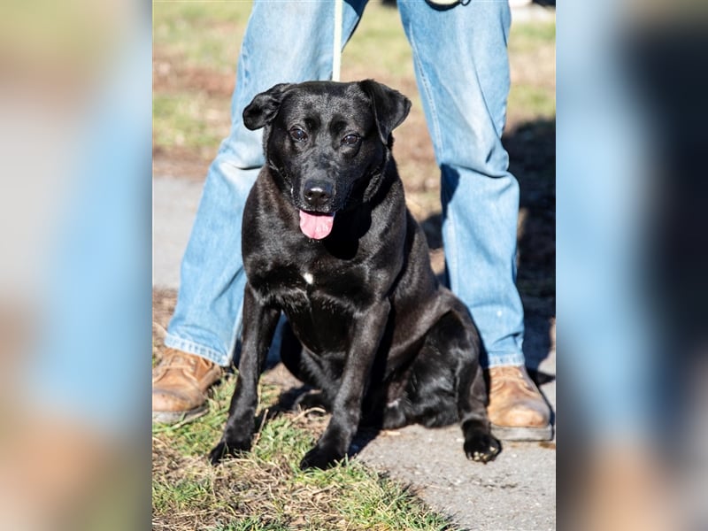 Aktiver Rolly sucht unternehmungslustige Halter, die ihn körperlich und geistig auslasten !