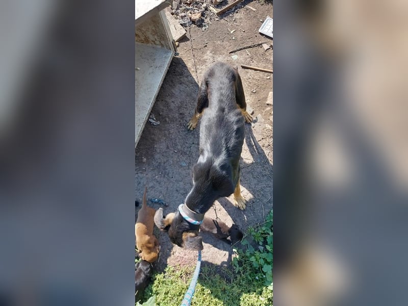 Kifli hat in ihrem jungen Leben nicht viel Gutes erleben dürfen und möchte jetzt endlich geli