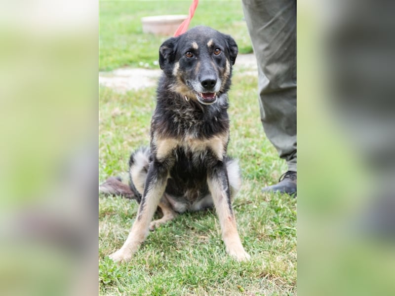 Lola eine schöne große  und verträgliche Hündin !