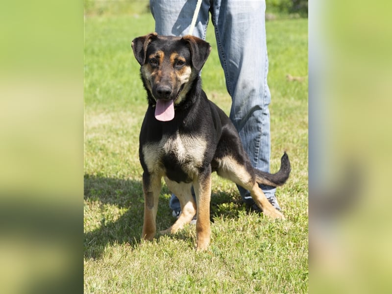 Eszti wurde ins Tierheim zurückgebracht, weil ihre Halter sie nicht auslasten konnten !