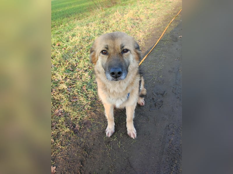 JESSY *bei unserer Pflegestelle in 46286 Dorsten*