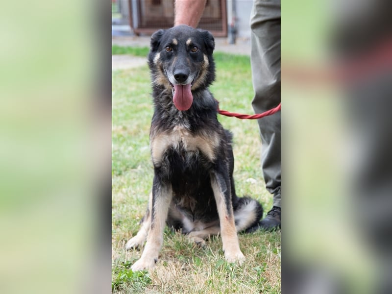 Lola eine schöne große  und verträgliche Hündin !