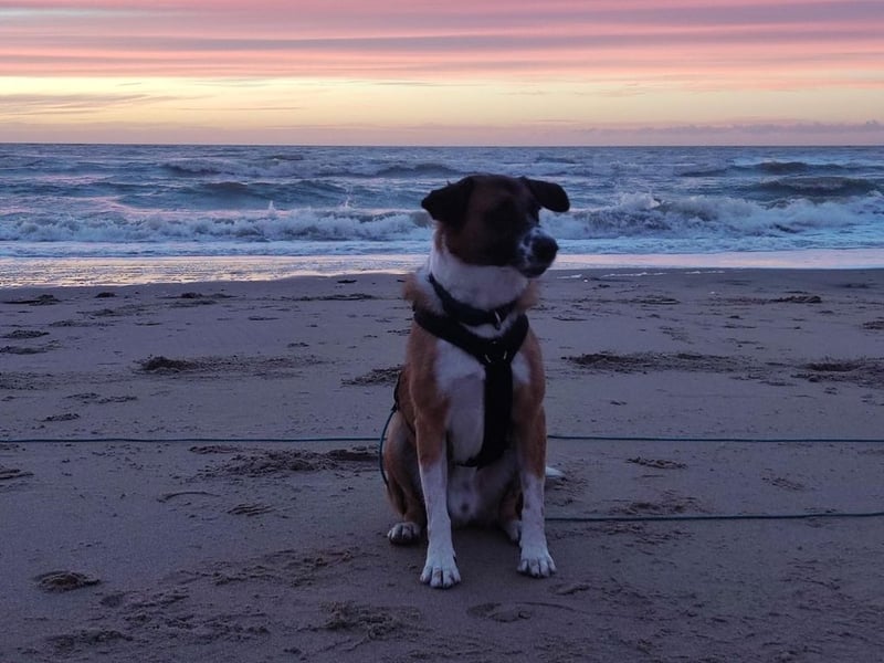 Sportlicher Anton sucht ein neues Zuhause