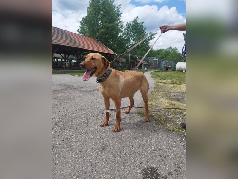 Boburék, evtl. Labrador-Mix, ist aktiv und wasserbegeistert !