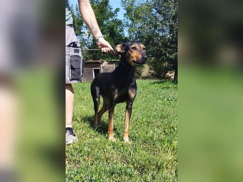 Kifli hat in ihrem jungen Leben nicht viel Gutes erleben dürfen und möchte jetzt endlich geli