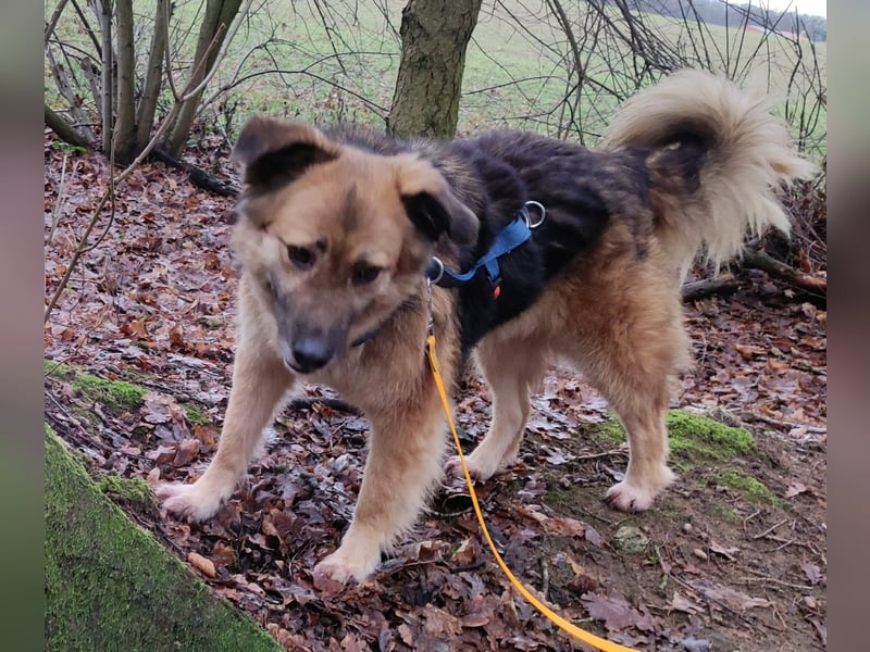 JESSY *bei unserer Pflegestelle in 46286 Dorsten*