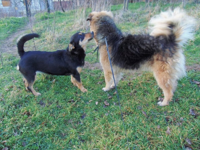 JESSY *bei unserer Pflegestelle in 46286 Dorsten*